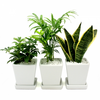 [에코키즈] 식물키우기-공기정화 식물심기 3종세트